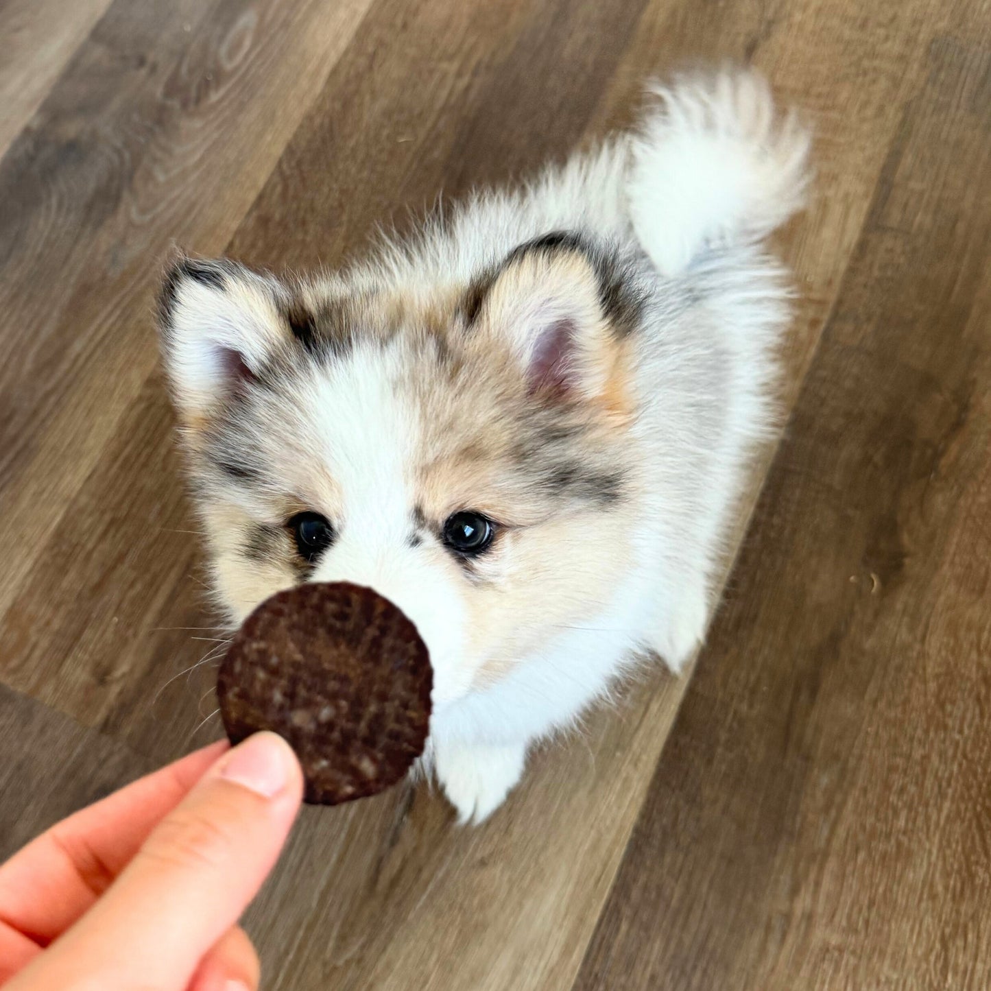 Farm to Pet Beef Chips for Dogs