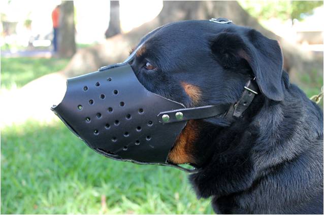 Zawar Muzzle for Immobilization