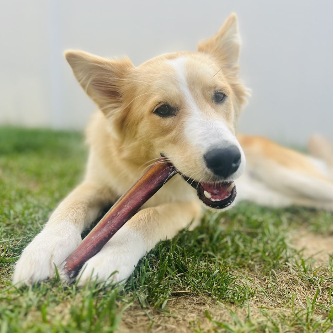 Bully Bunches 12 Inch Jumbo Bully Stick