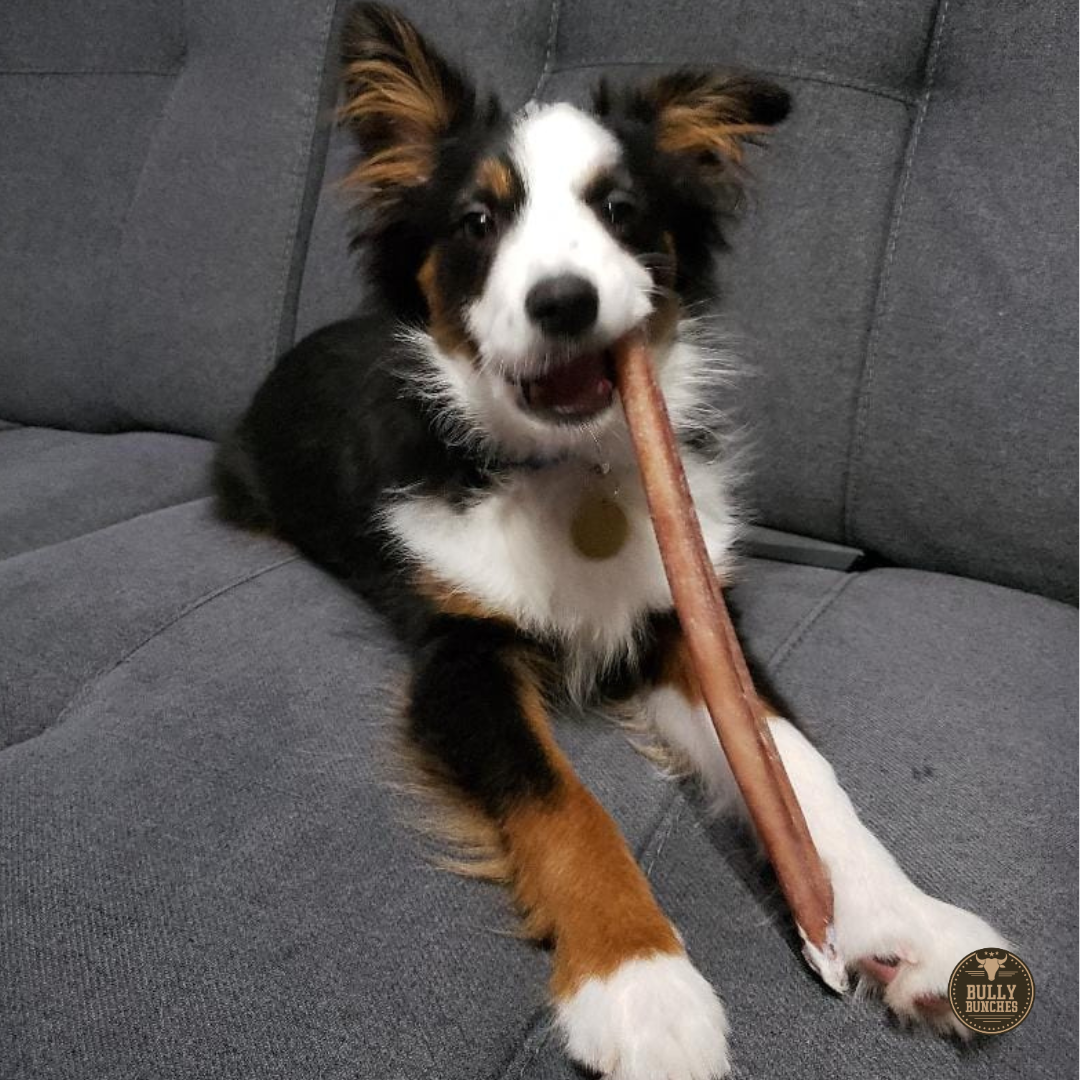 Bully Bunches 12 Inch Standard Bully Stick