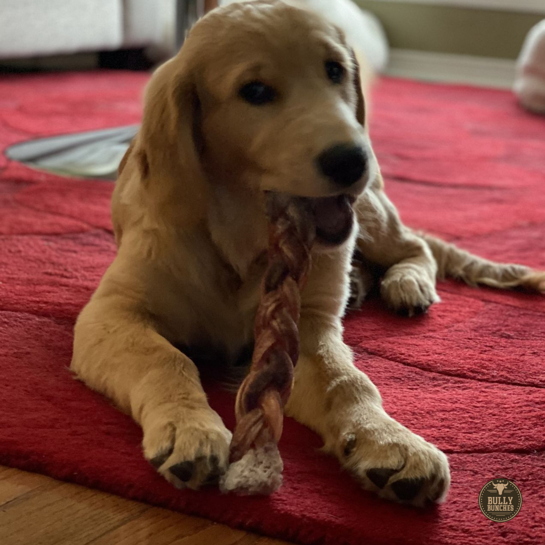Bully Bunches 12 Inch Jumbo Braided Bully Stick