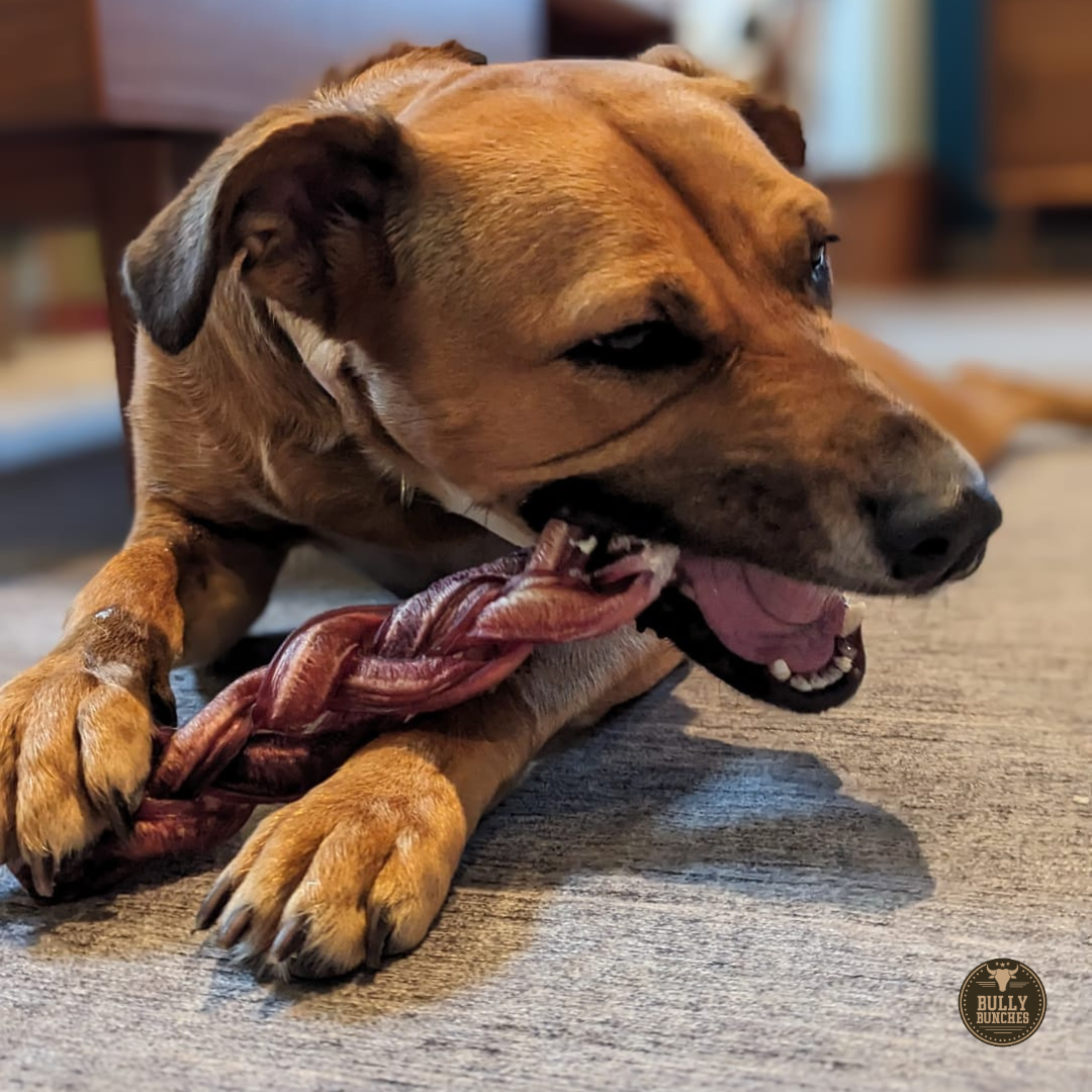 Bully Bunches 12 Inch Monster Braided Bully Stick