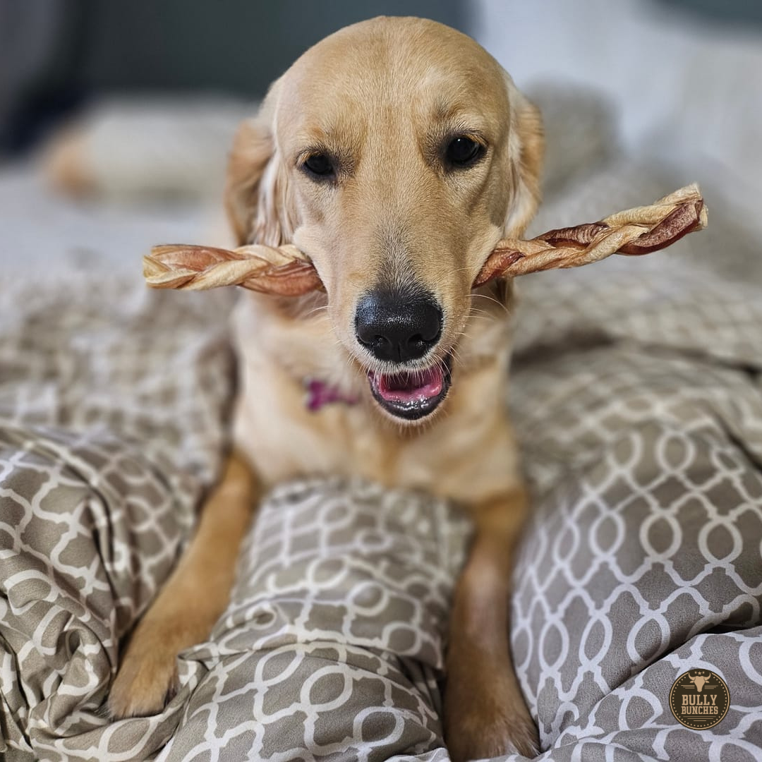 Bully Bunches 12 Inch Standard Braided Bully Stick