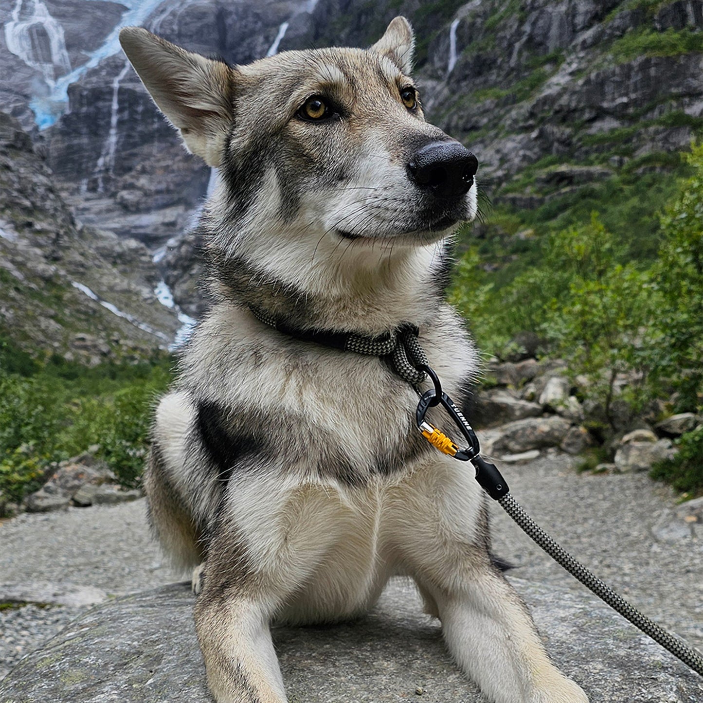 Tuenne Customizable Boulder Hybrid Dog Leash