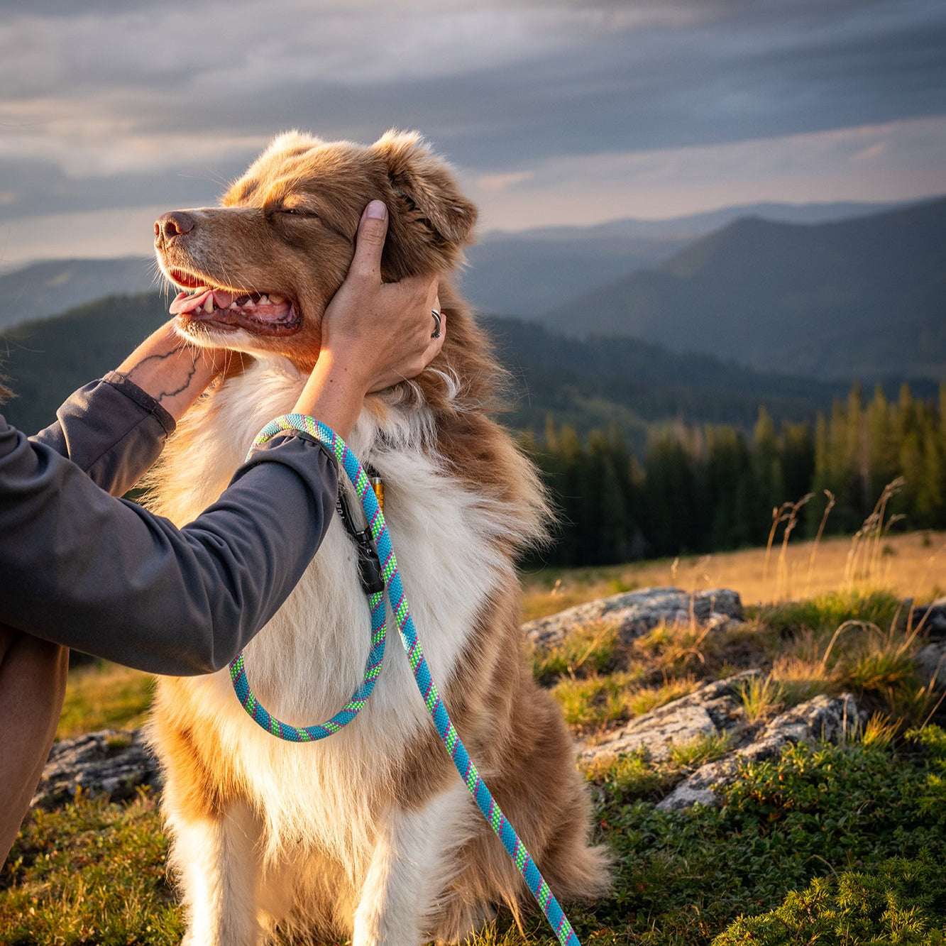 Tuenne Customizable Boulder Hybrid Dog Leash