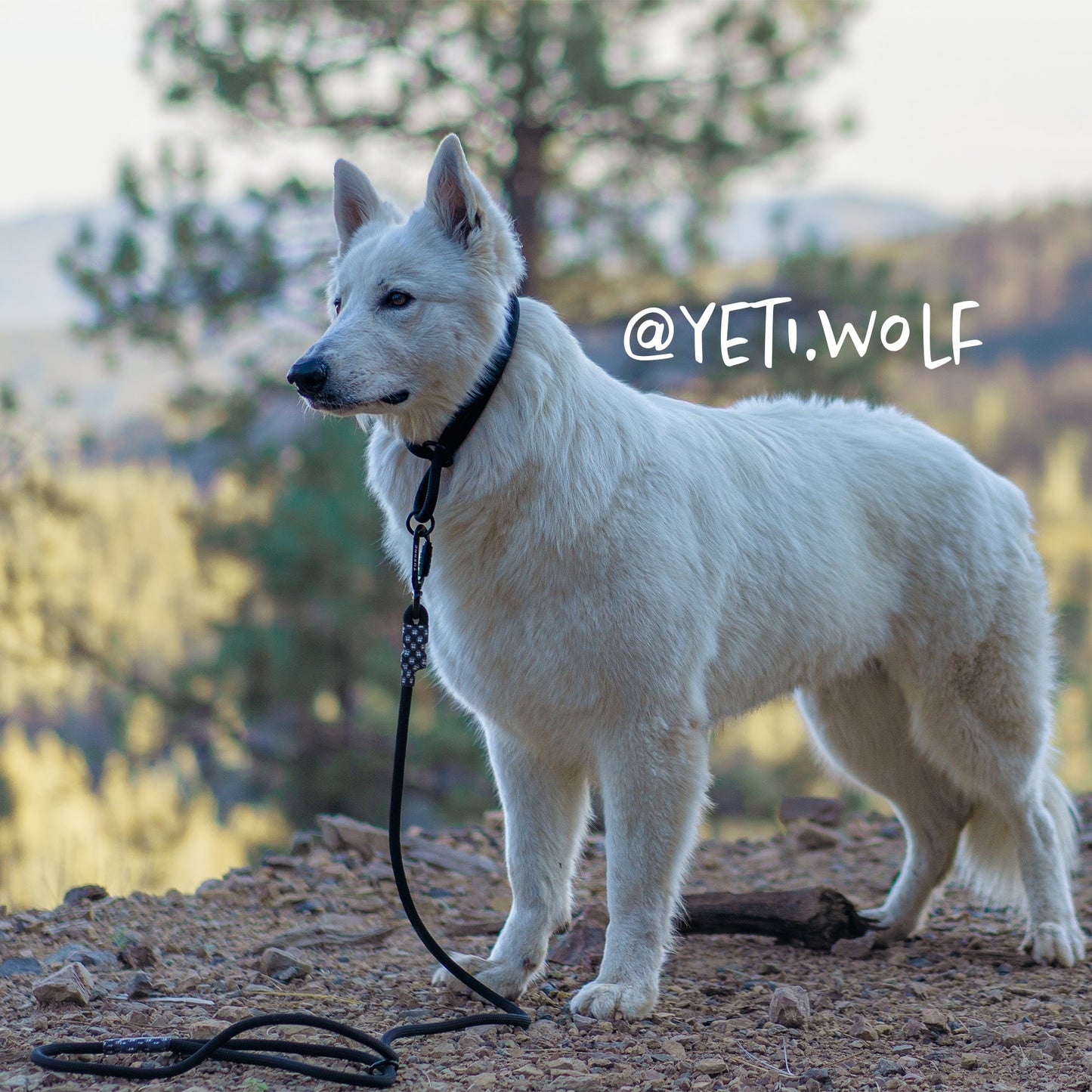Tuenne Customizable Norte Dog Leash