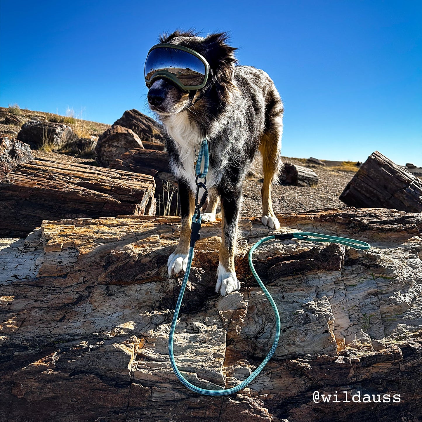 Tuenne Customizable Norte Dog Leash
