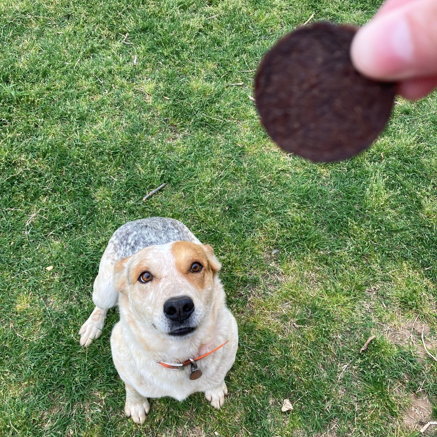 Farm to Pet Beef Chips for Dogs