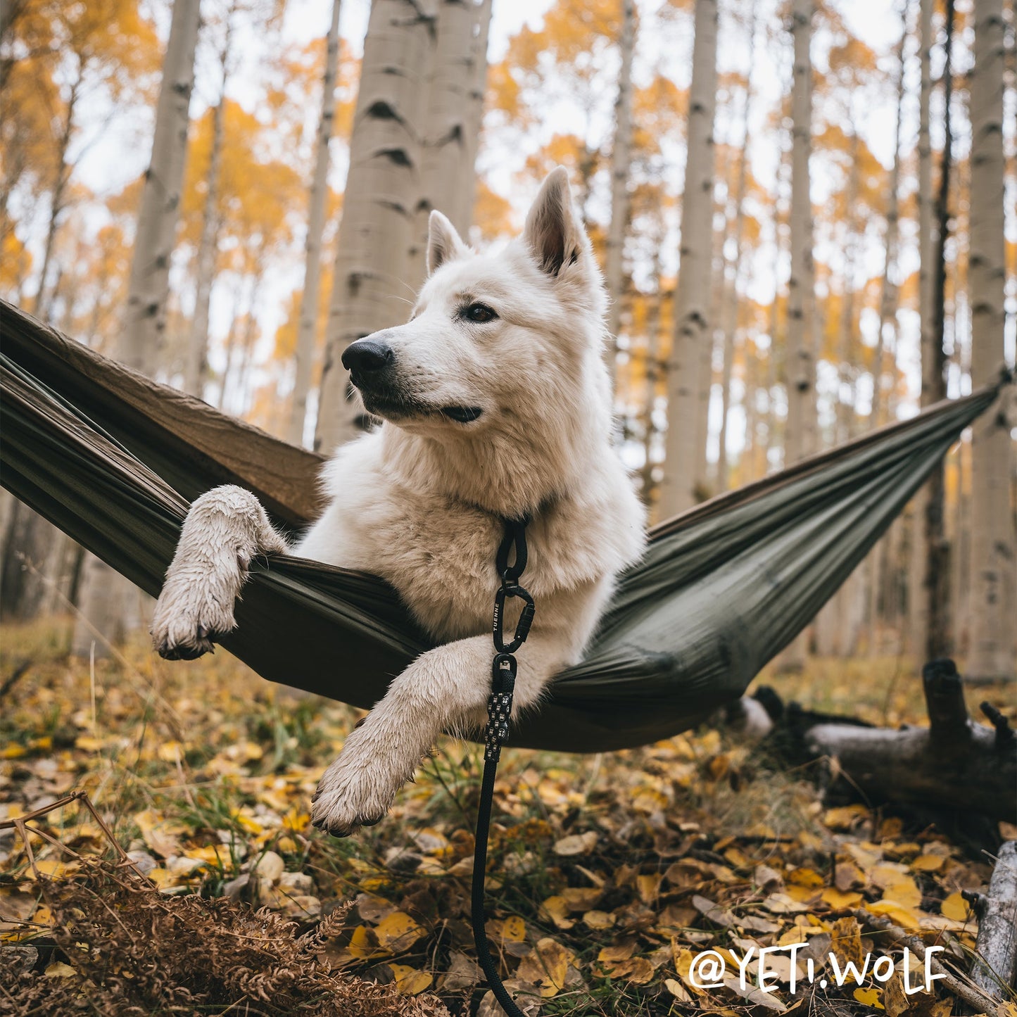 Tuenne Customizable Norte Dog Leash