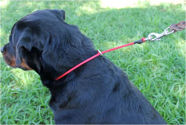 Zawar Nylon Slip-Lead Collar - Assorted Sizes