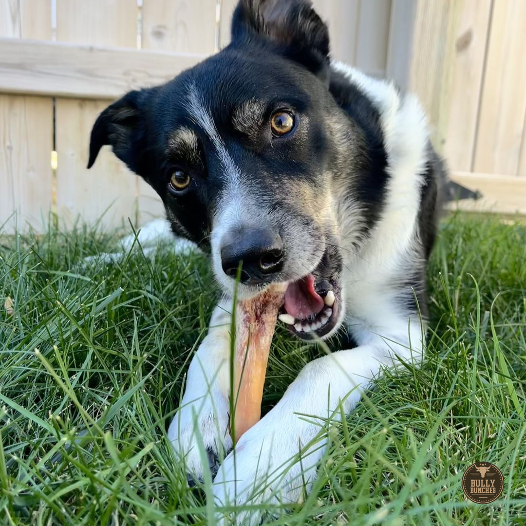 Bully Bunches 6 Inch Monster Bully Stick