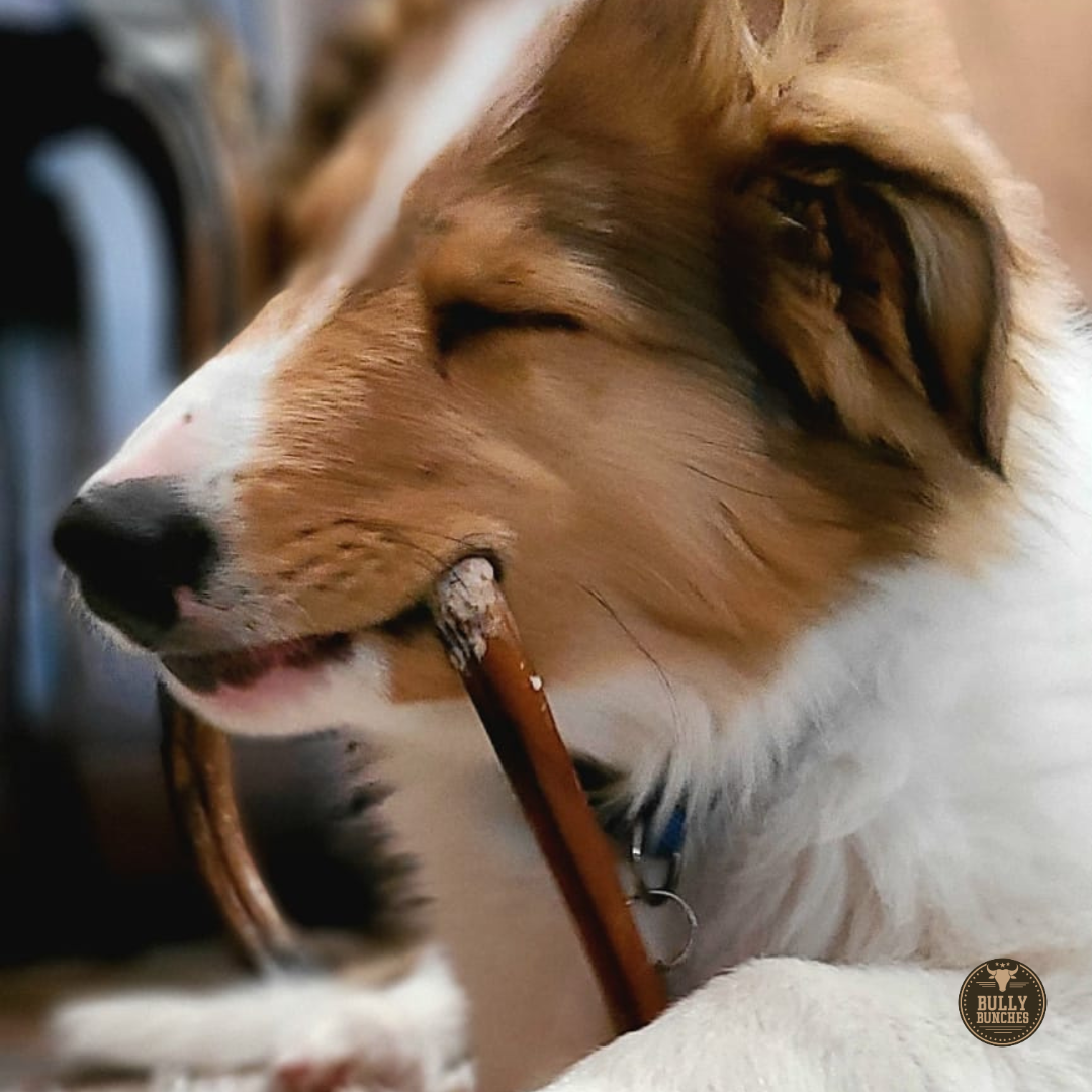 Bully Bunches 6 Inch Standard Bully Stick