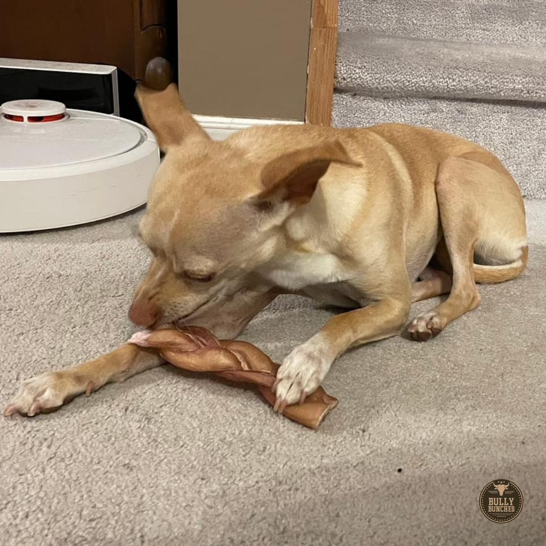 Bully Bunches 6 Inch Thick Braided Bully Stick