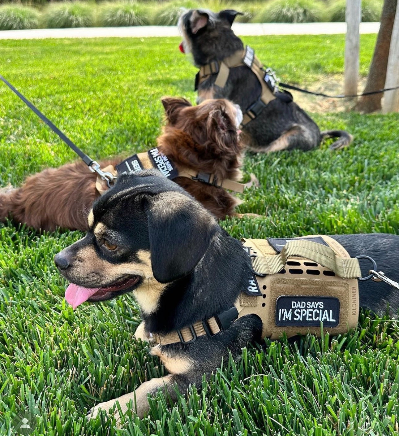 DAD SAYS I’M SPECIAL Morale Patch