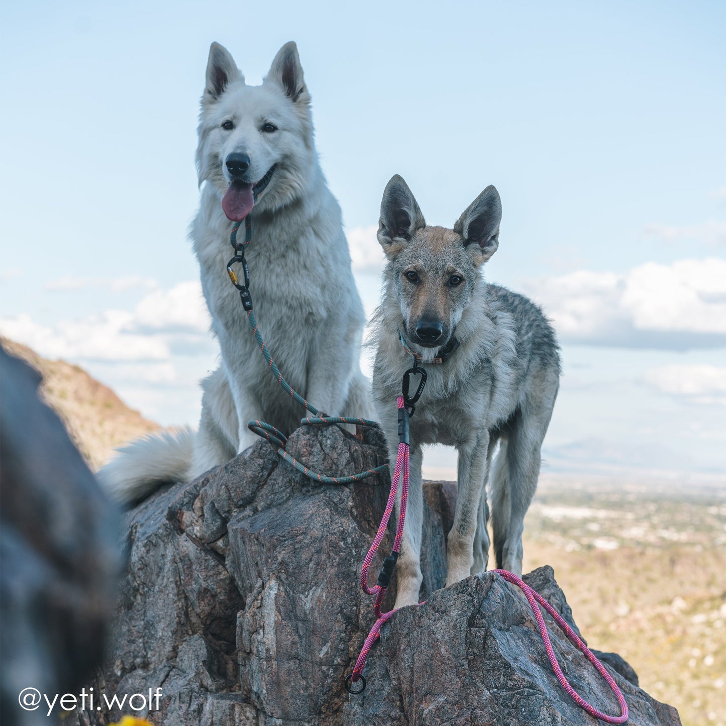 Tuenne Customizable Boulder Hybrid Dog Leash