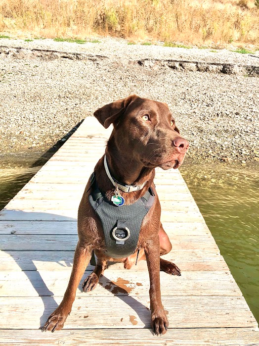 DUO 'ECLIPSE' Adventure Dog Harness