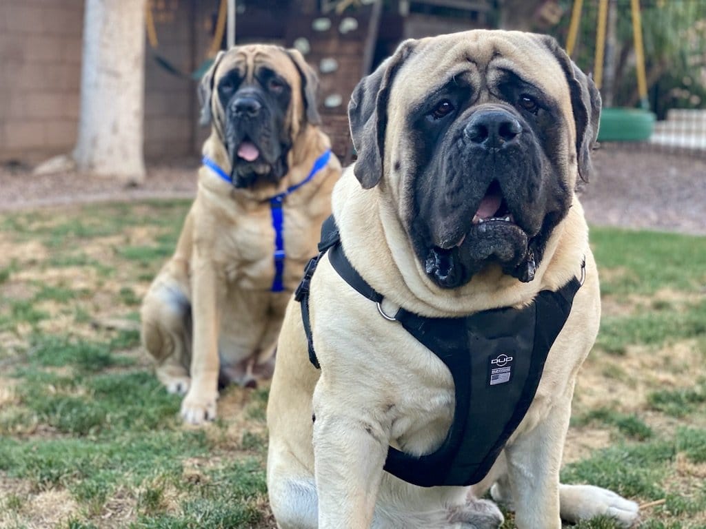 DUO 'ADAPT' No Slip Dog Harness