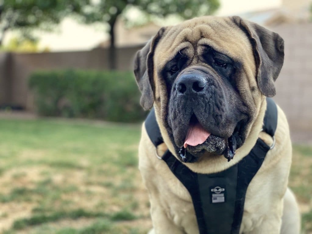 DUO 'ADAPT' No Slip Dog Harness