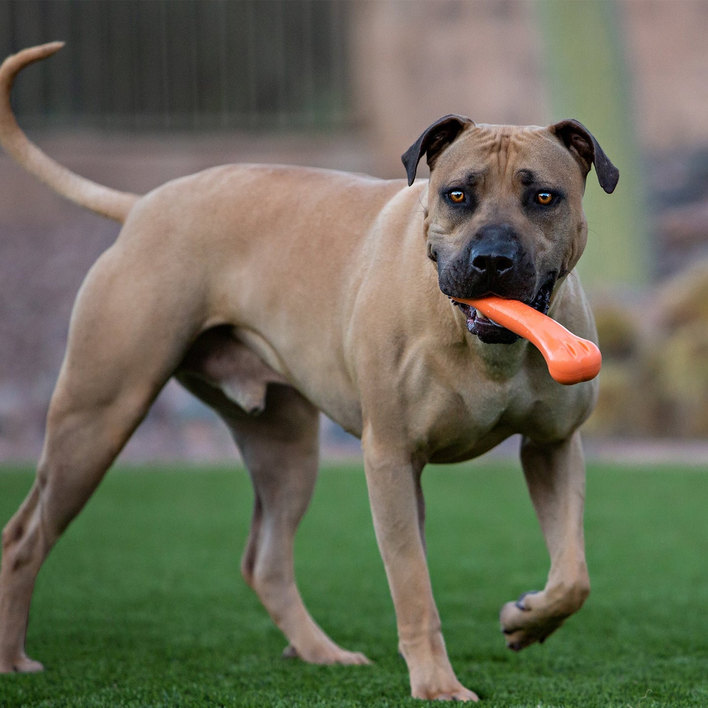 Jolly Pets Jolly Chew Bone