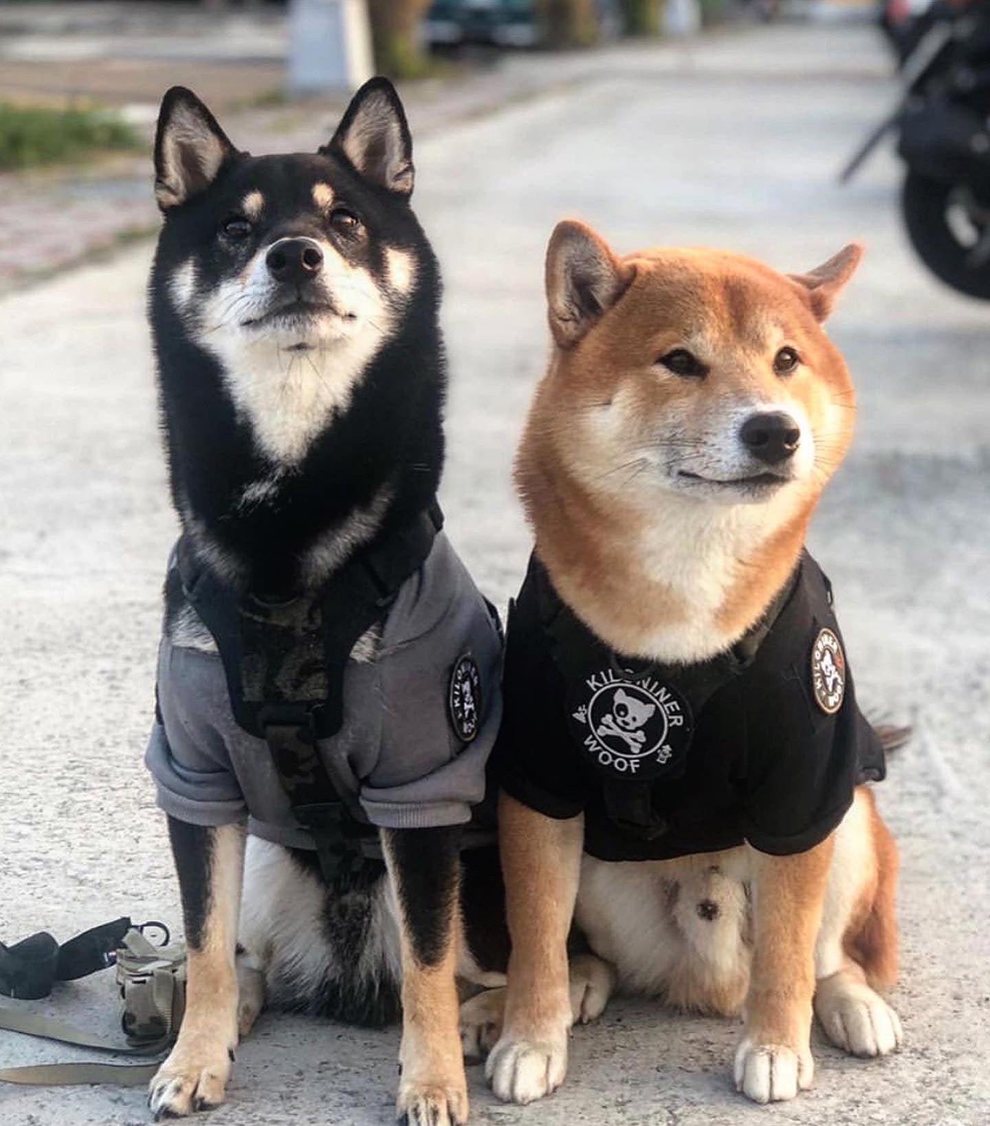 Kiloniner H1 Tactical Dog Hoodie