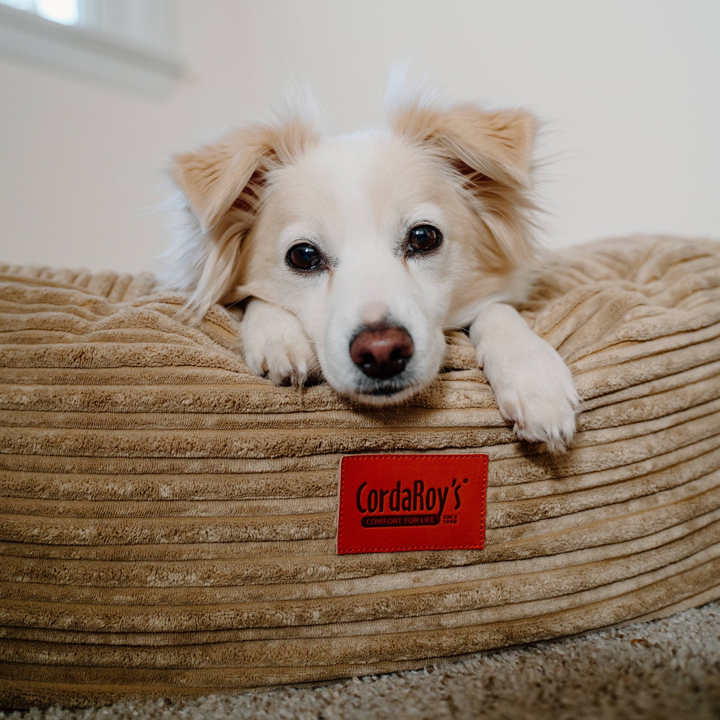 Cordaroy's 40 Inch Forever Dog Beds (Waterproof) - Terry Corduroy