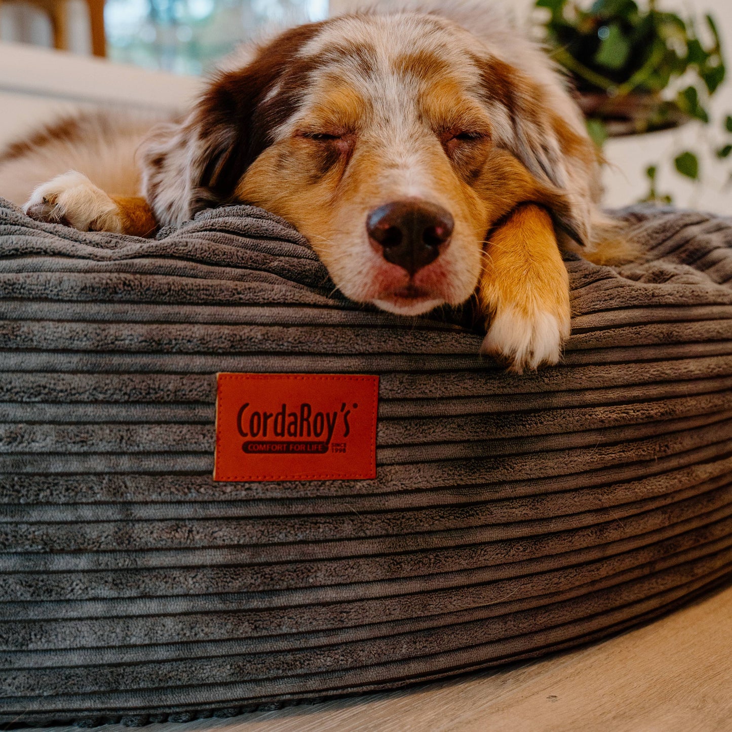 Cordaroy's Inch Forever Dog Beds (Waterproof) - Terry Corduroy
