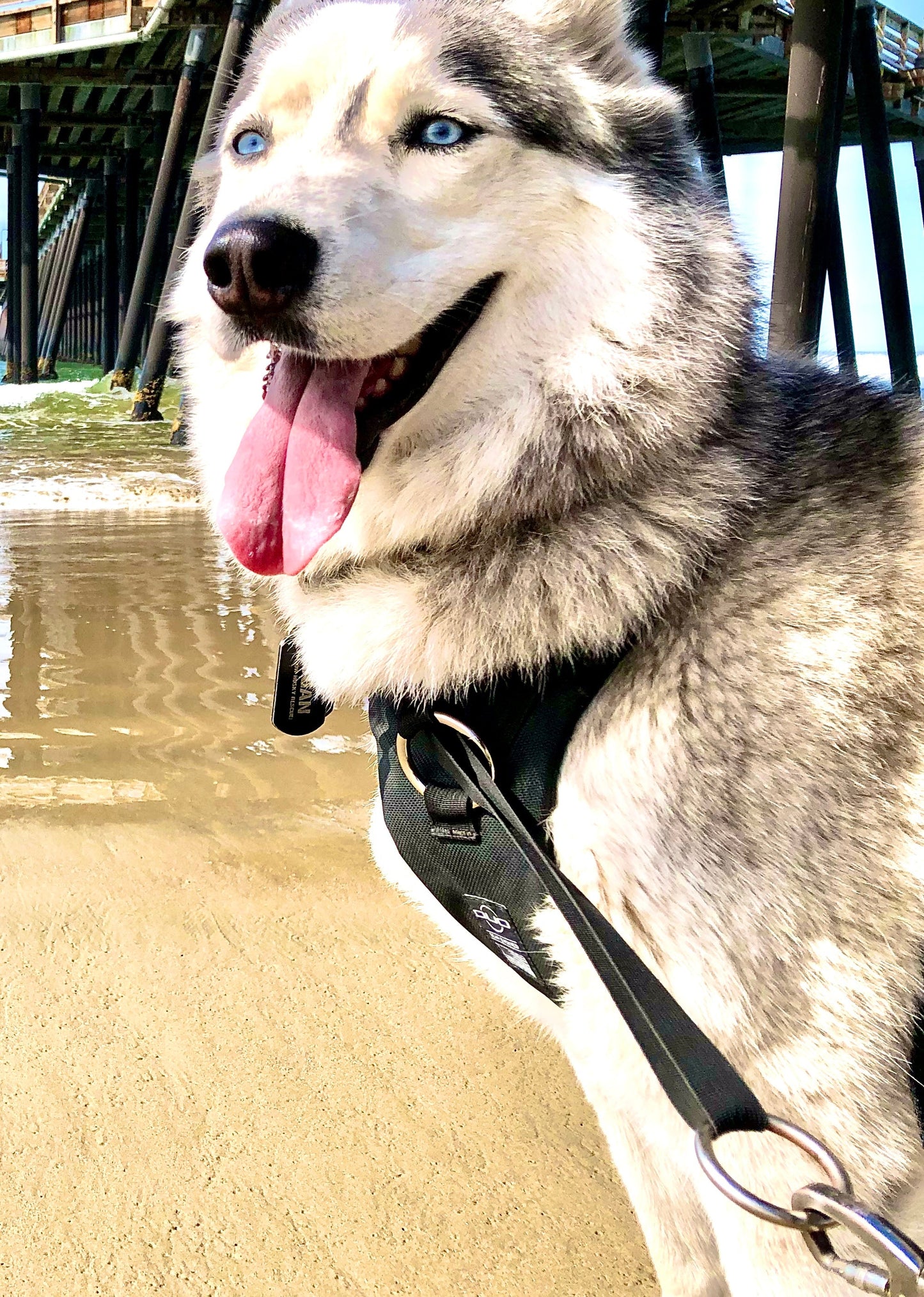 DUO 'DIRECT' No Pull Dog Harness