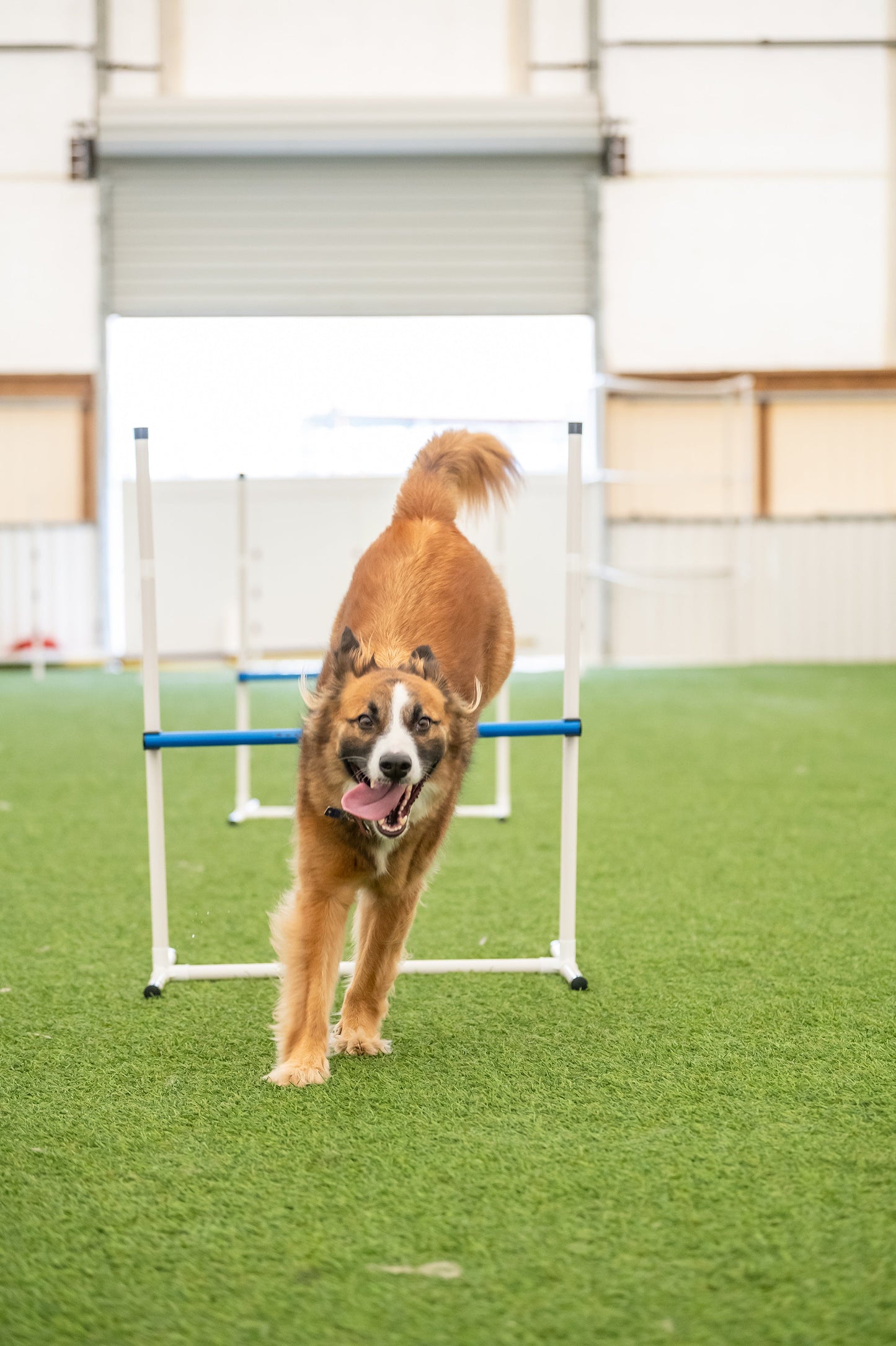 Basic Agility Equipment Set (7 Piece)
