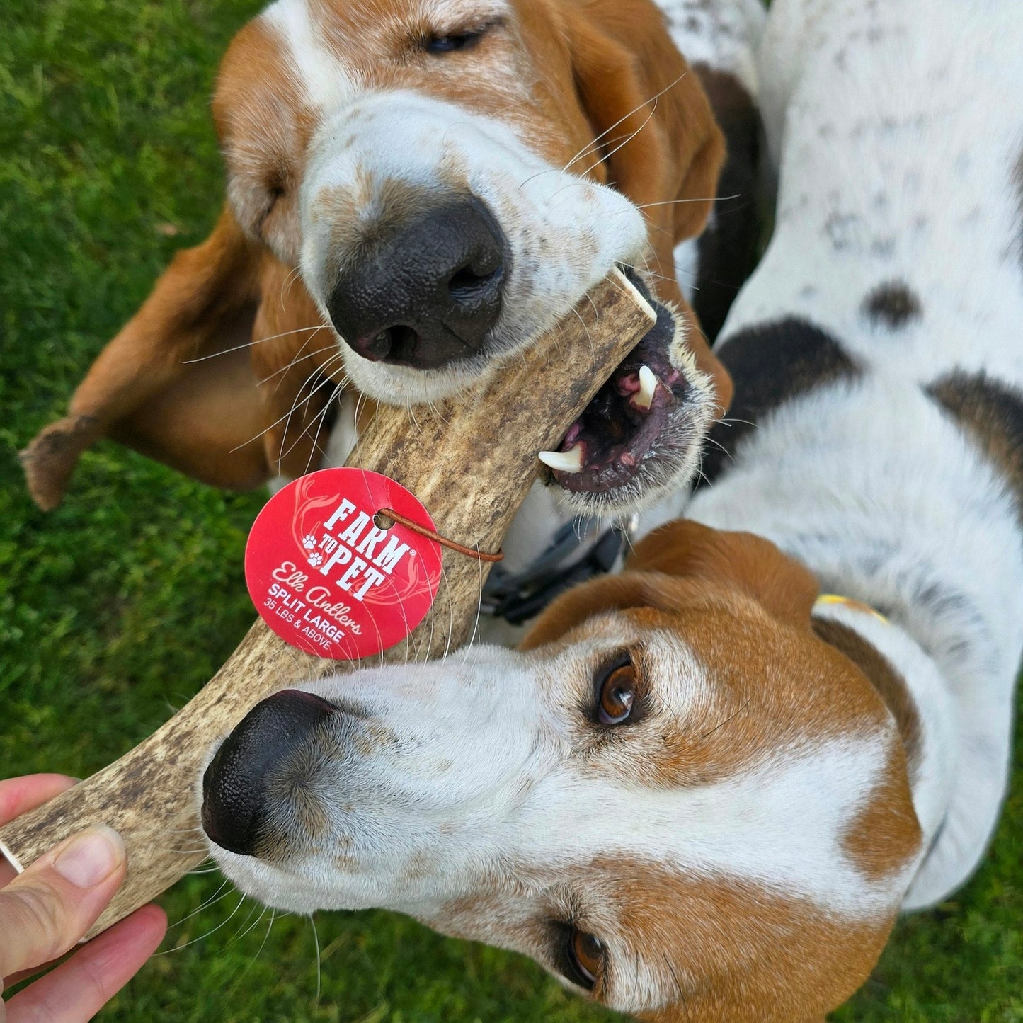 Farm to Pet Split Elk Antlers for Dogs