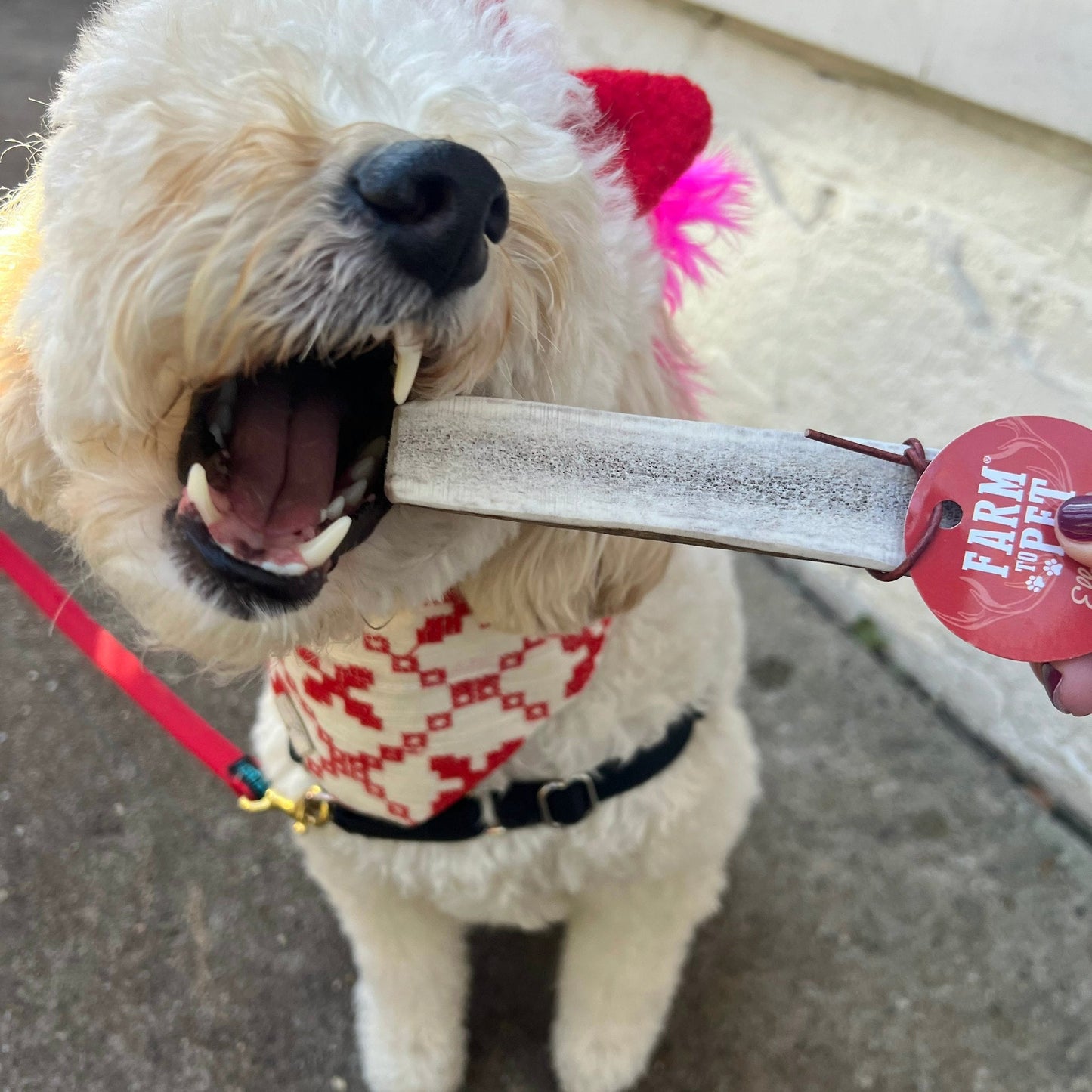 Farm to Pet Split Elk Antlers for Dogs