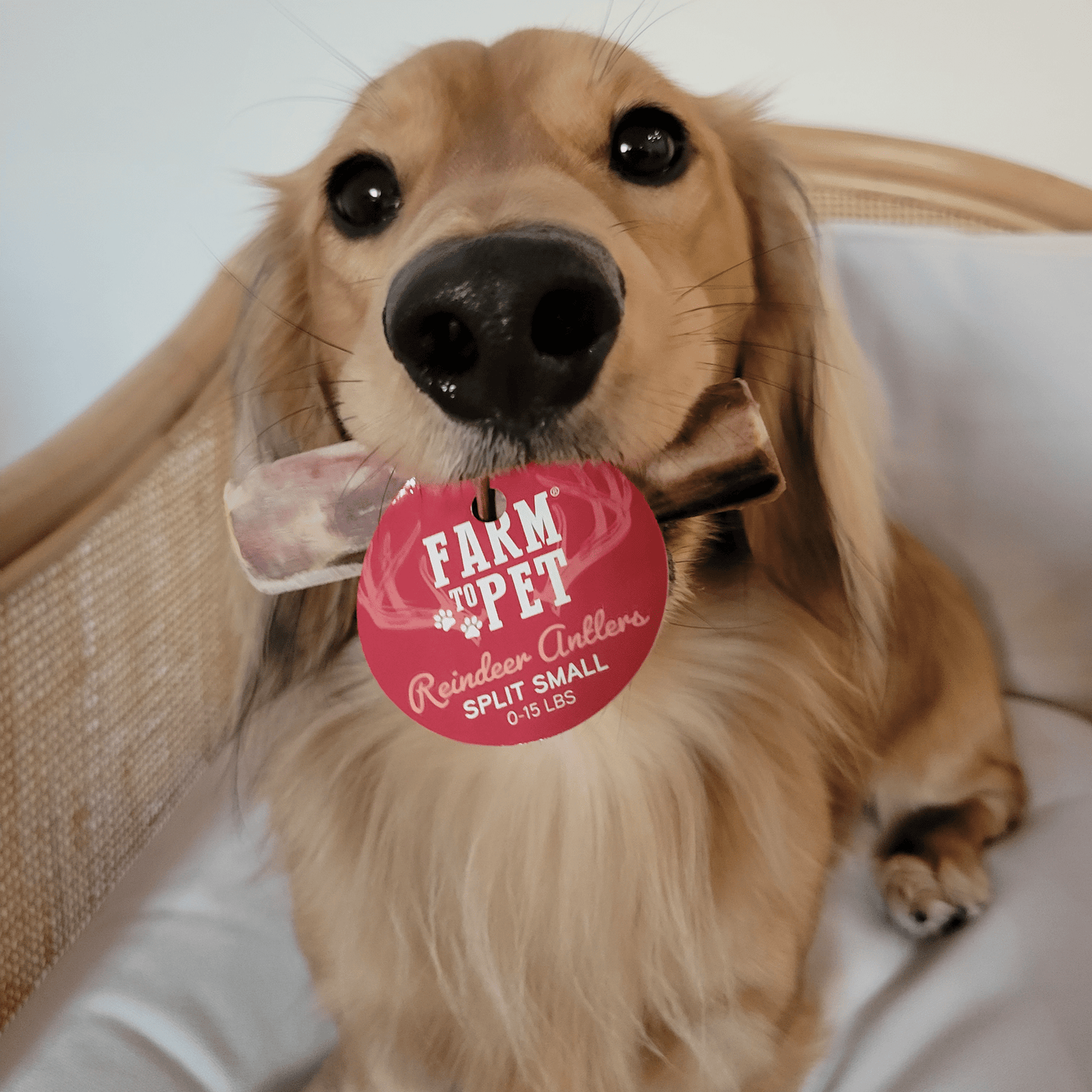 Farm to Pet Split Reindeer Antlers for Dogs