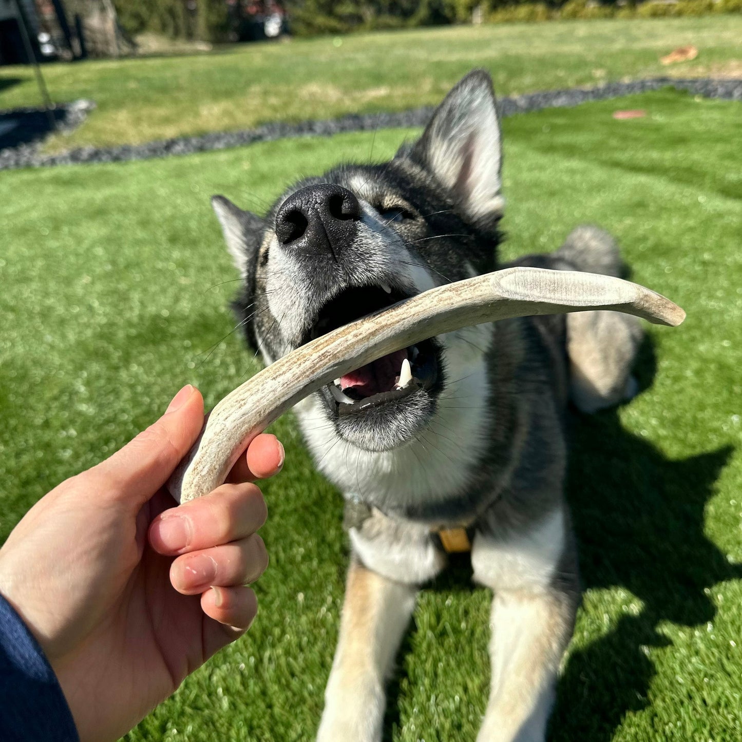 Farm to Pet Split Reindeer Antlers for Dogs