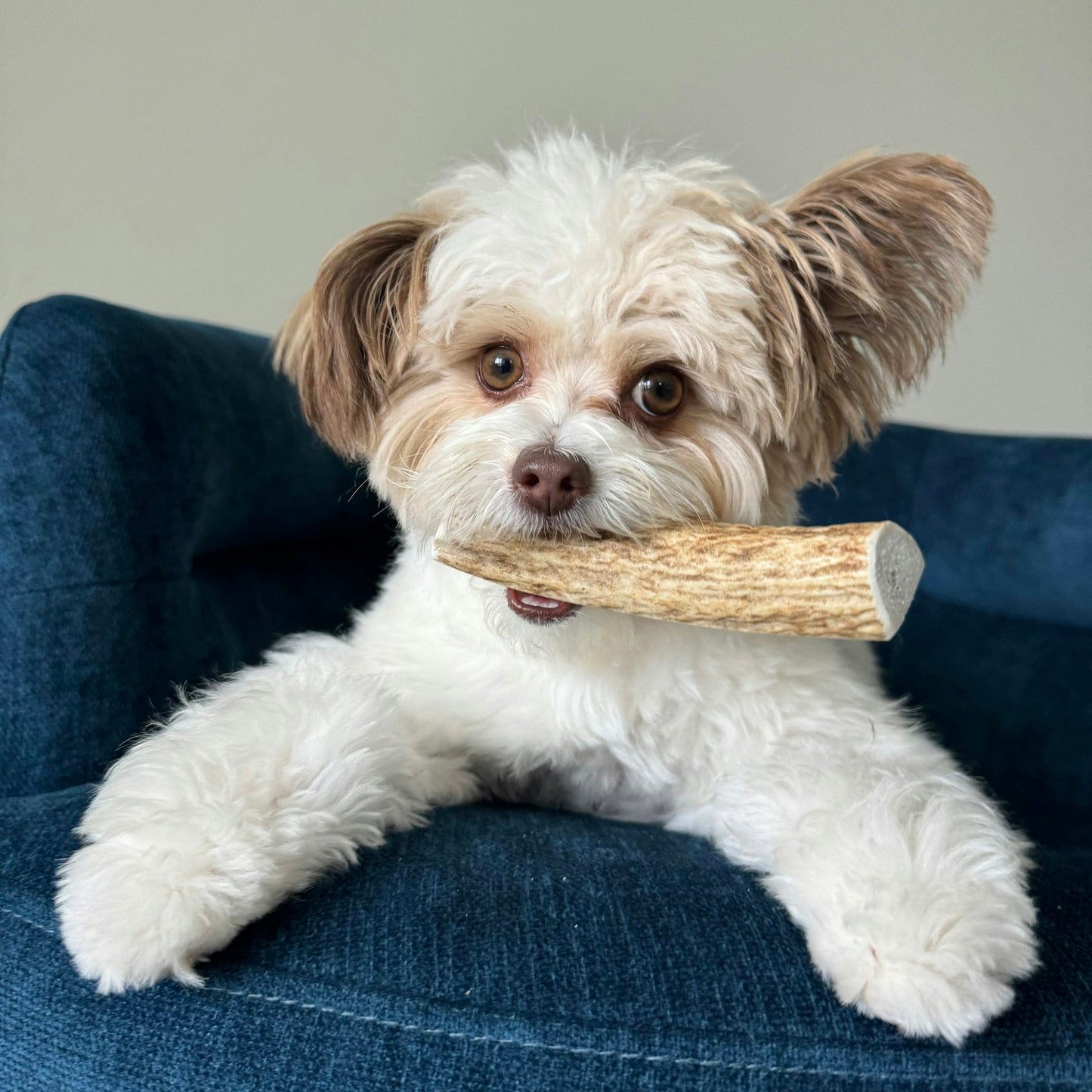 Farm to Pet Split Elk Antlers for Dogs
