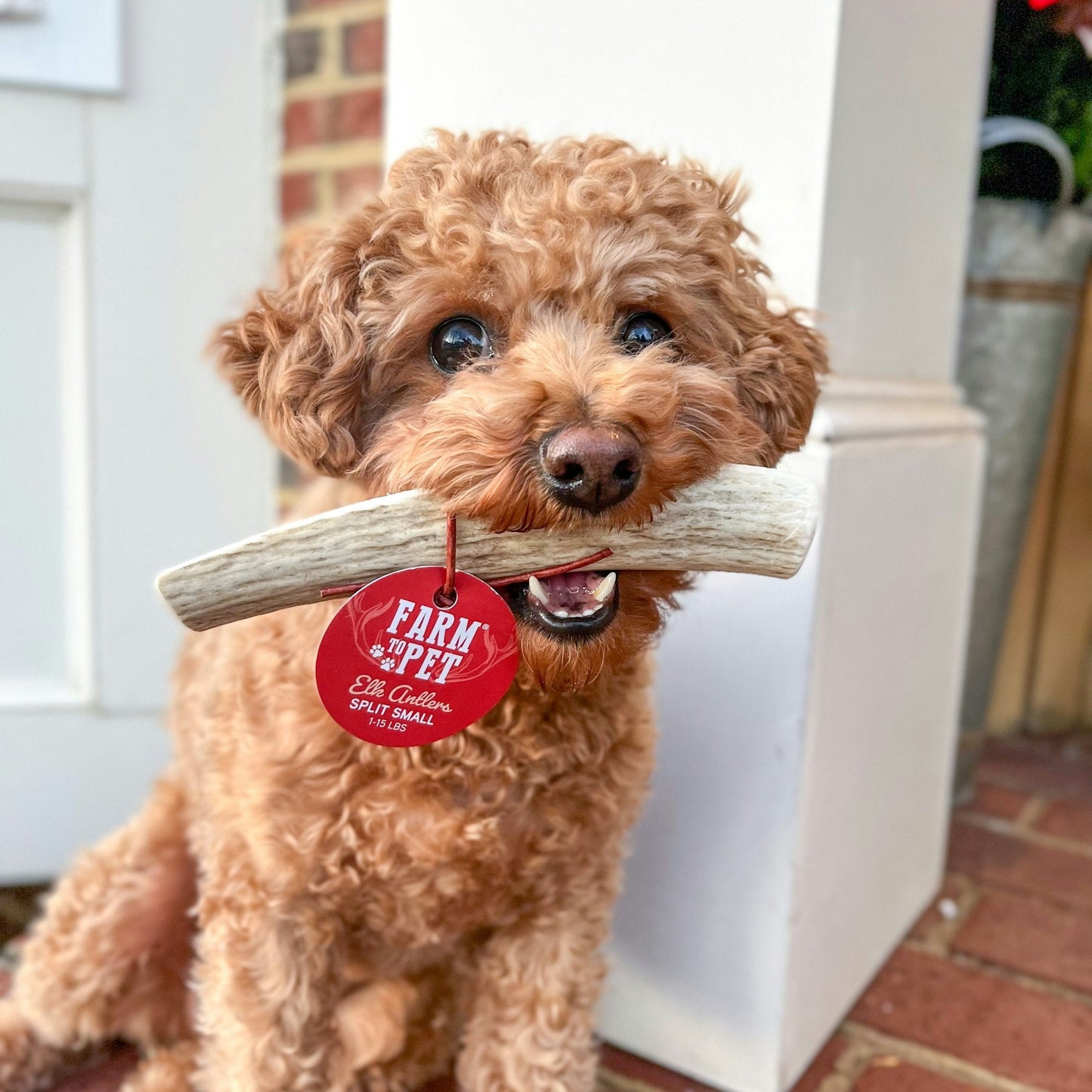 Farm to Pet Split Elk Antlers for Dogs