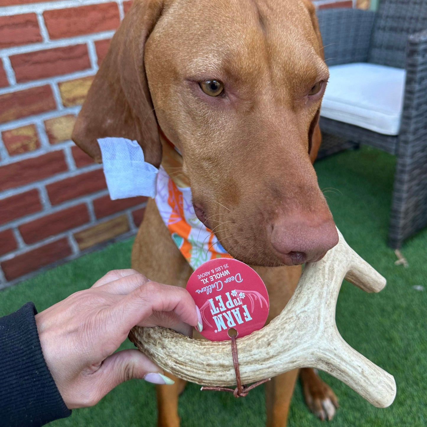 Farm to Pet Deer Antlers for Dogs