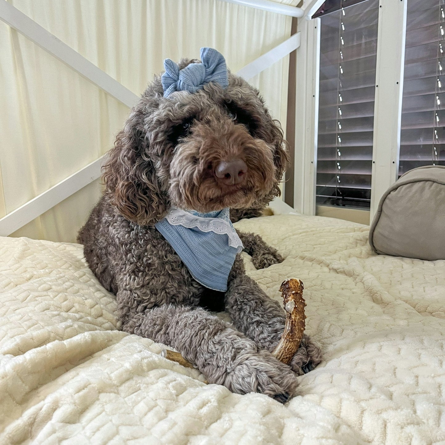 Farm to Pet Deer Antlers for Dogs