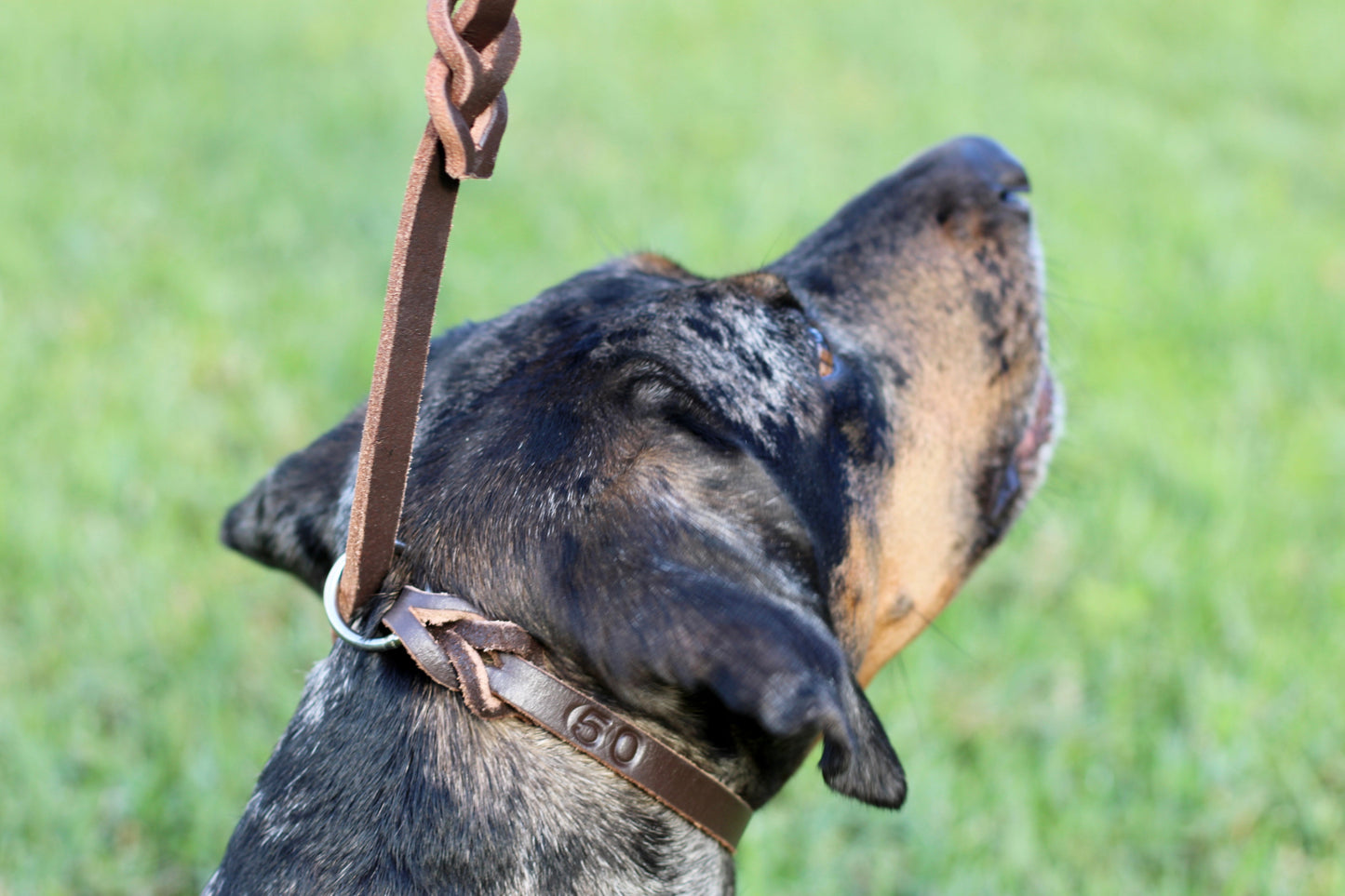 Zawar Genuine Leather Slip Lead Collar
