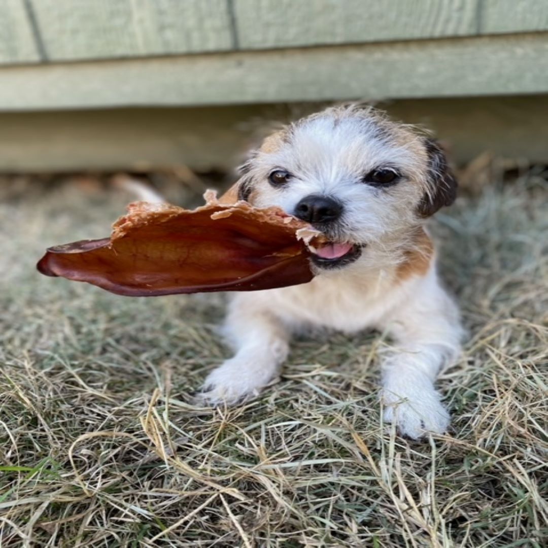 Jack's Premium Pig Ear