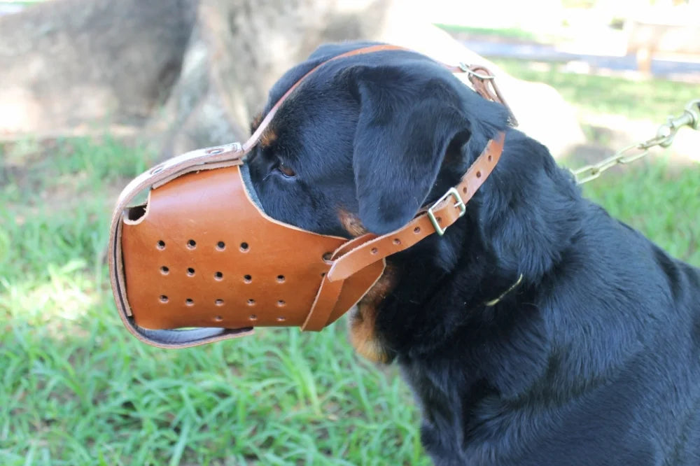 Zawar Rottweiler Genuine Leather Immobilization Muzzle