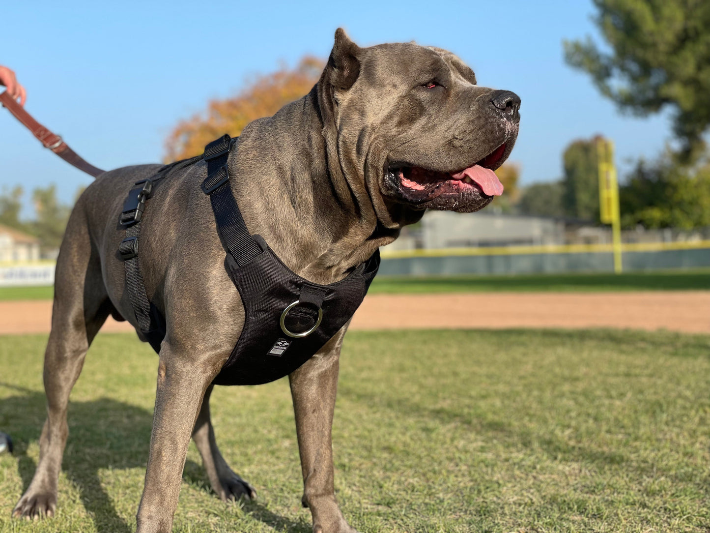 DUO 'ECLIPSE' Adventure Dog Harness