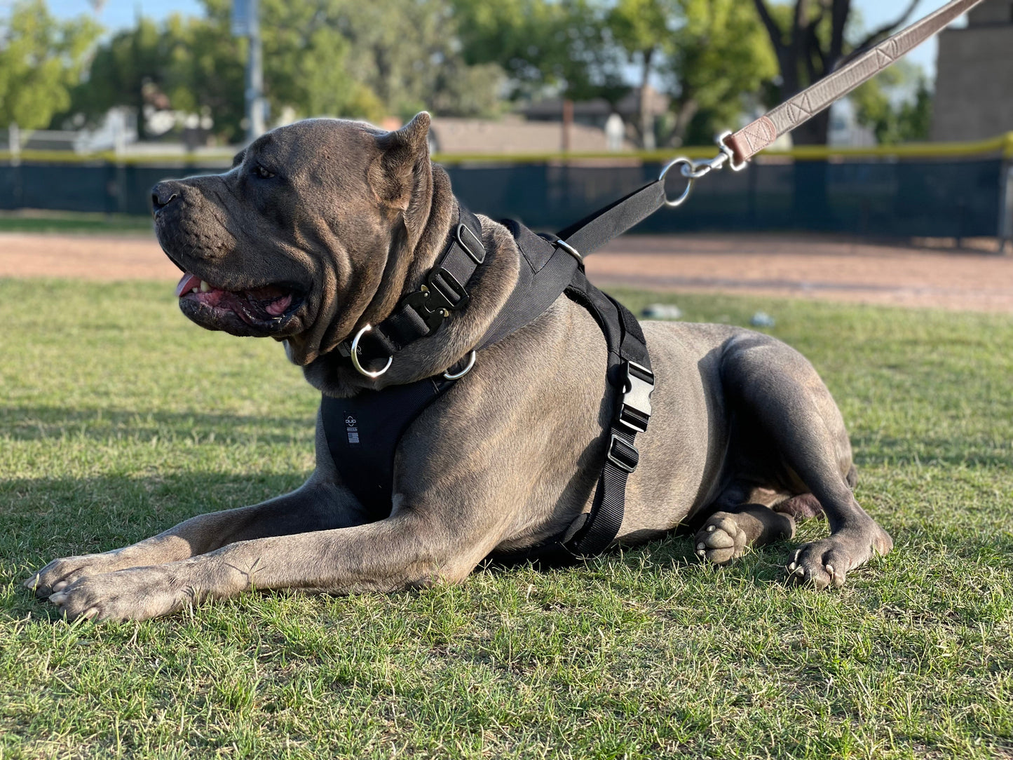 DUO 'American' Dog Collar