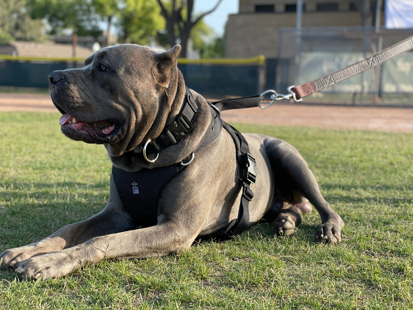 DUO 'ADAPT' No Slip Dog Harness