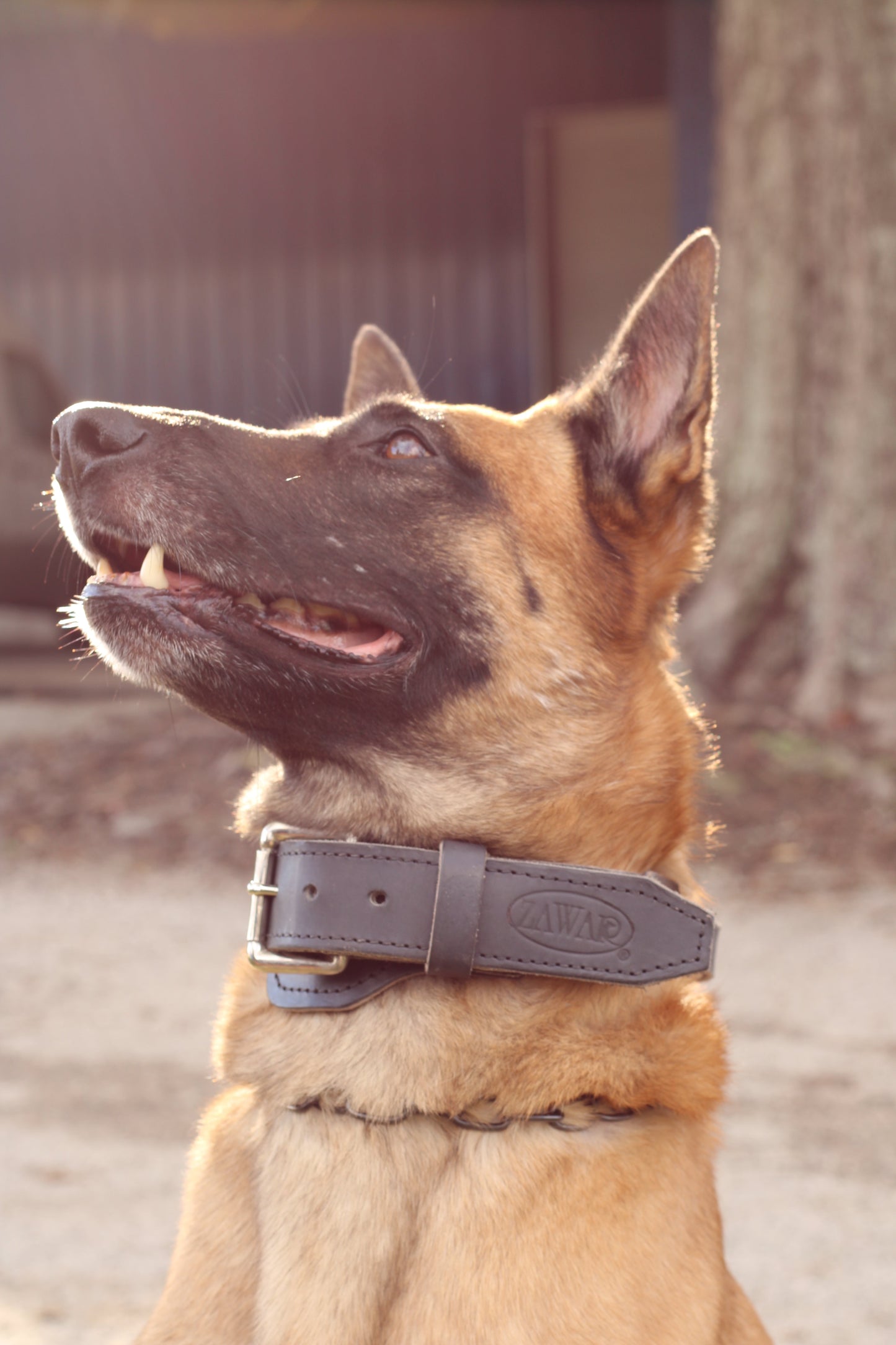 Zawar Genuine Leather Collar with Handle