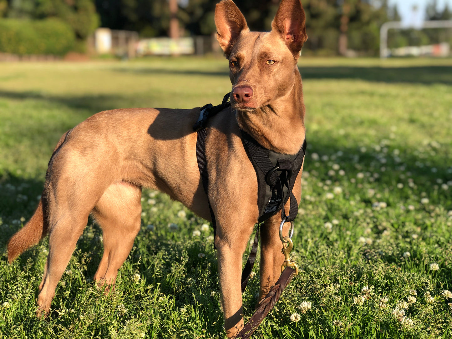 DUO 'DIRECT' No Pull Dog Harness