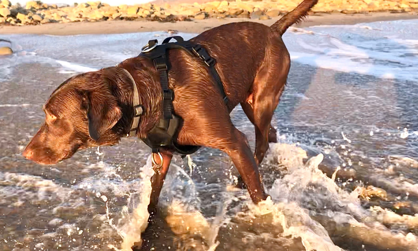 DUO 'ECLIPSE' Adventure Dog Harness
