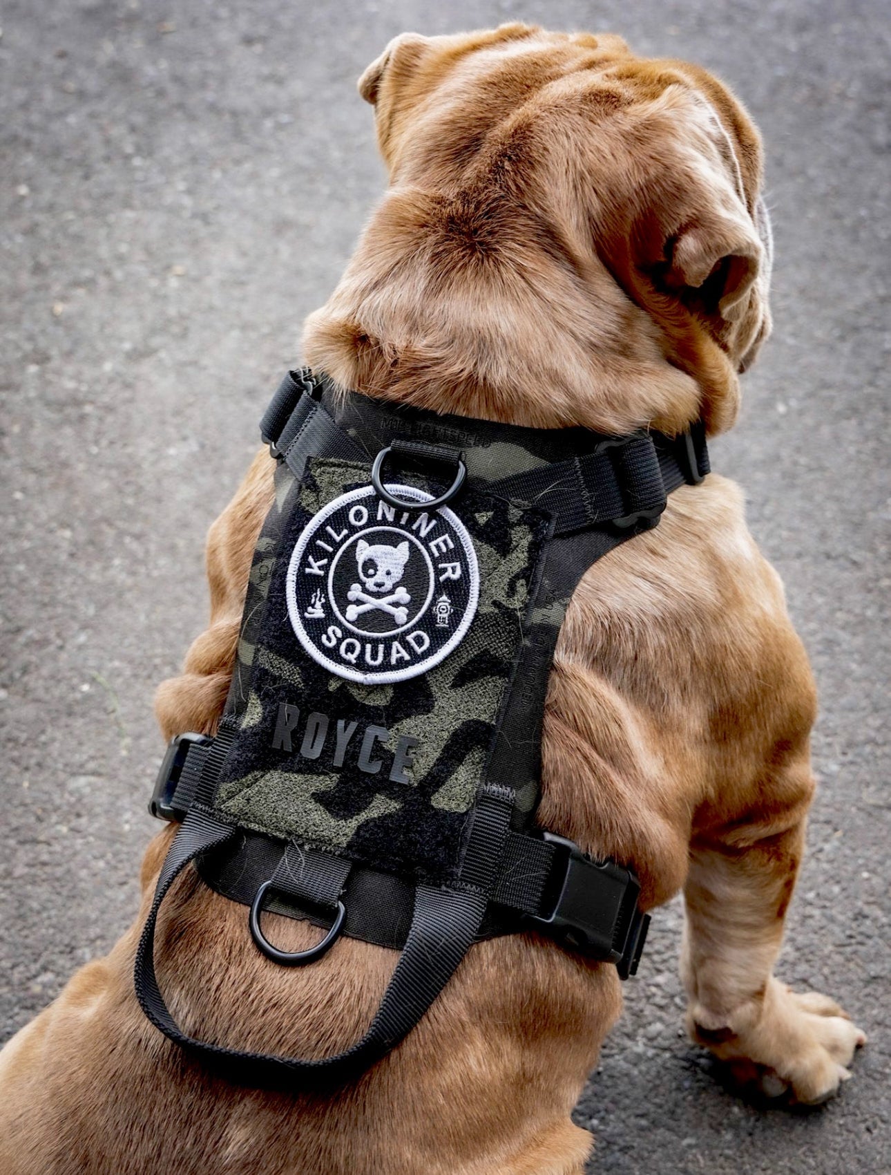 Kiloniner K9R - M1 LightSpeed Harness