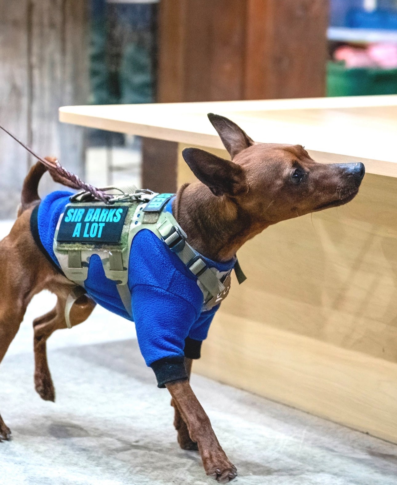Kiloniner K9R - M5 MOLLE Light Vest