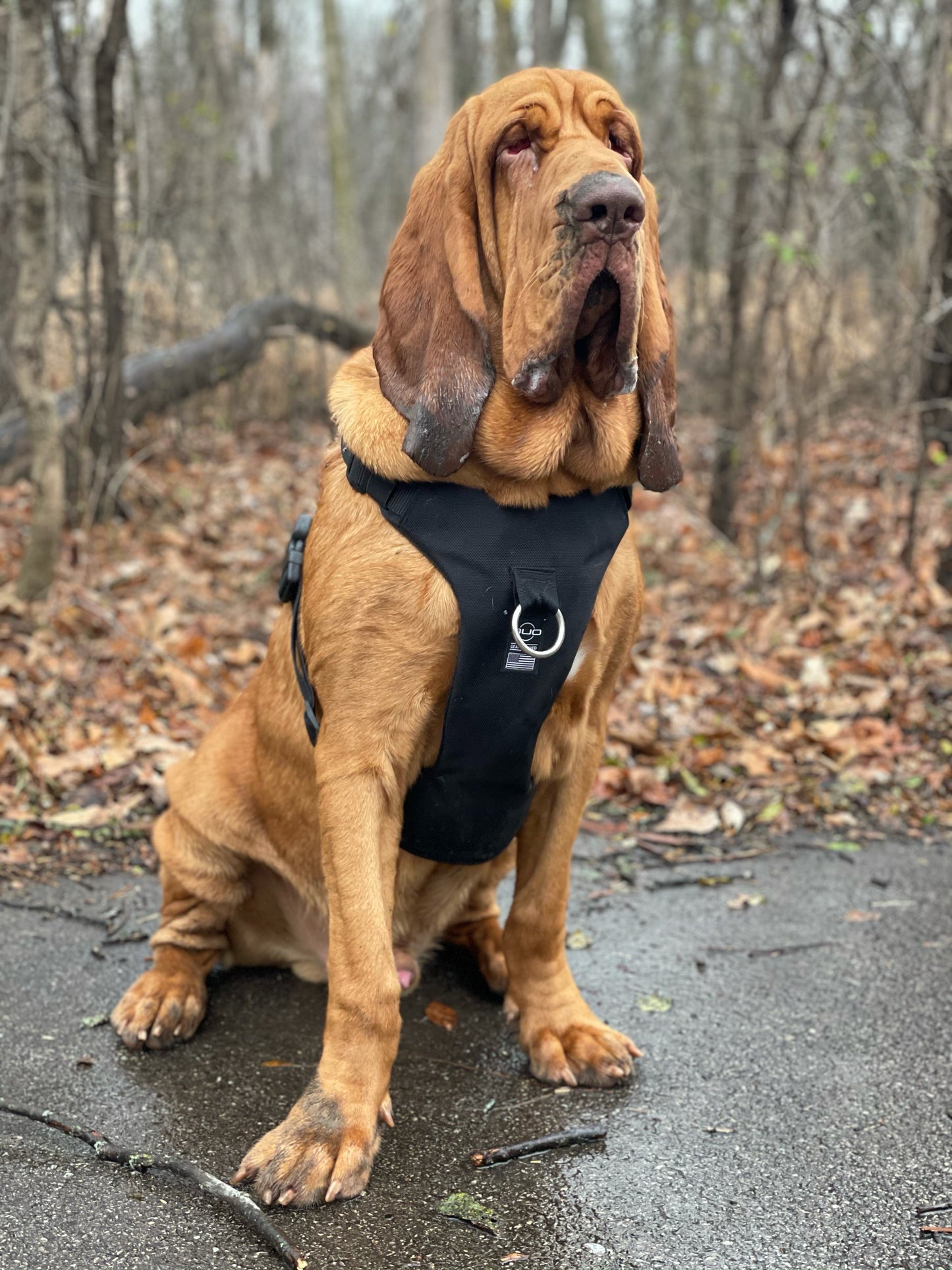 DUO 'ECLIPSE' Adventure Dog Harness