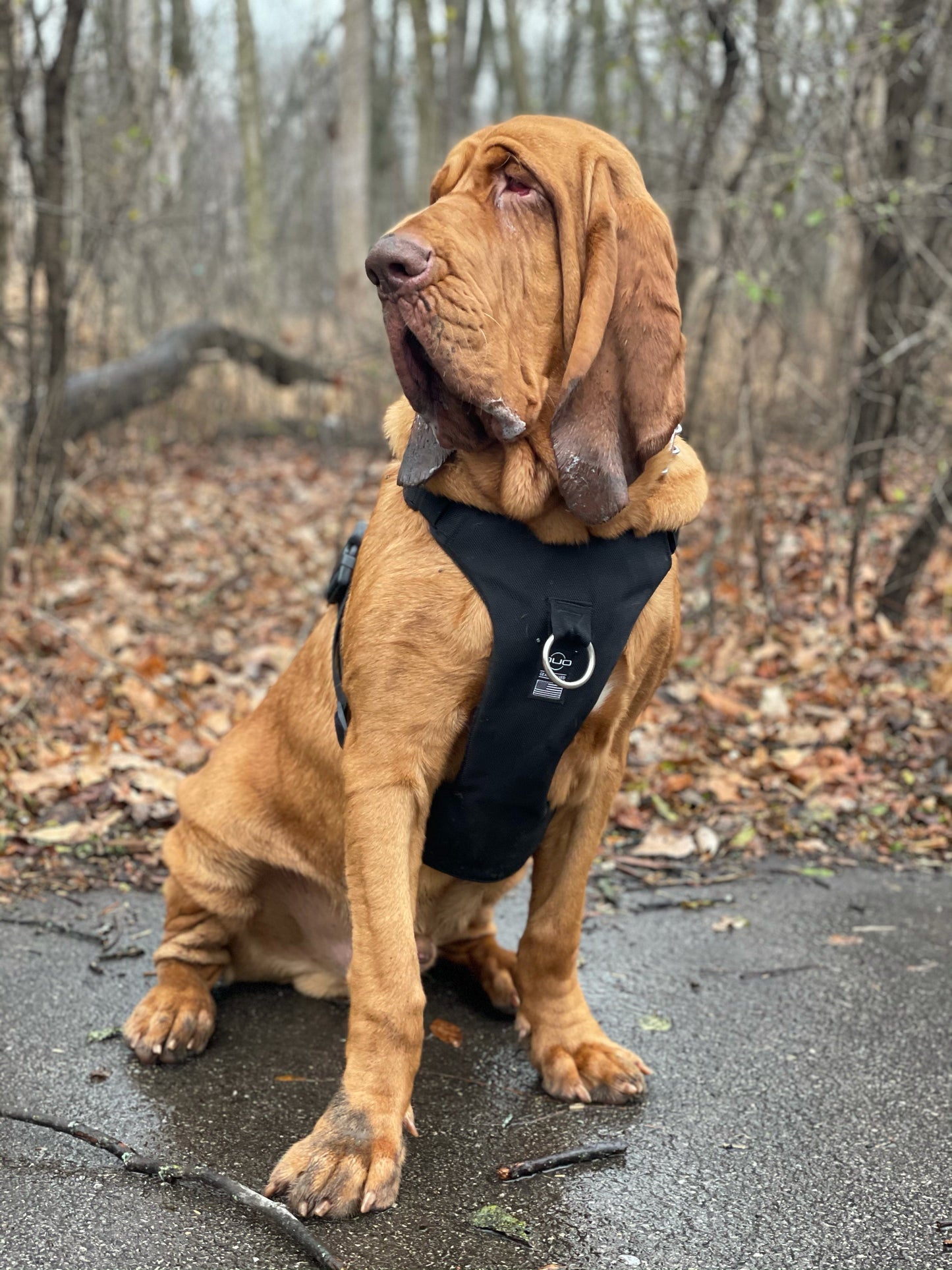 DUO 'ECLIPSE' Adventure Dog Harness