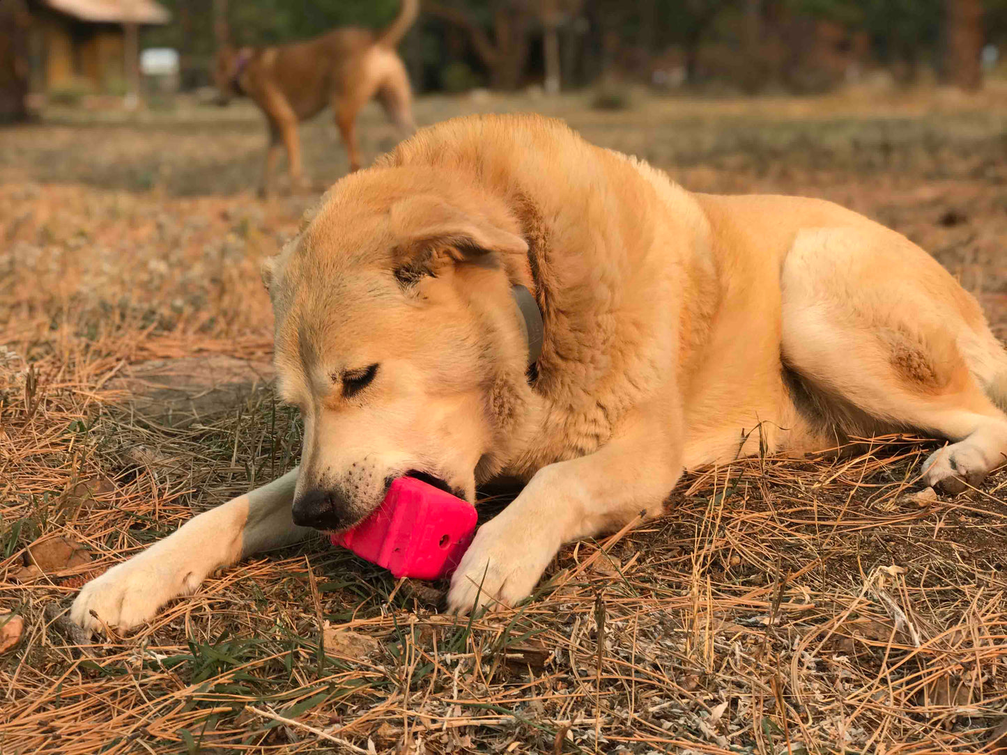 Surf's Up! Retro Van Durable Chew Toy & Treat Dispenser
